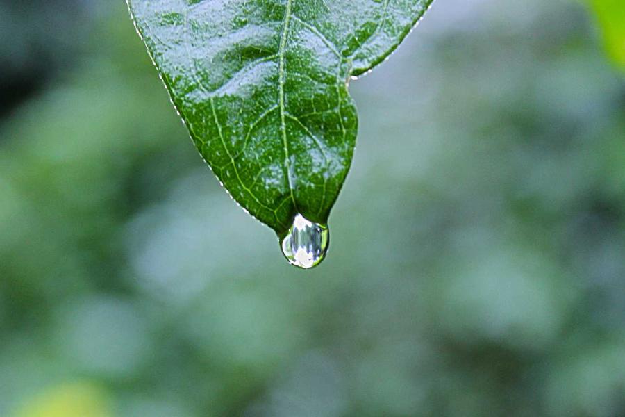 বর্ষায় ডেঙ্গু প্রতিরোধে বাড়ির আঙিনা পরিষ্কার রাখার আহ্বান