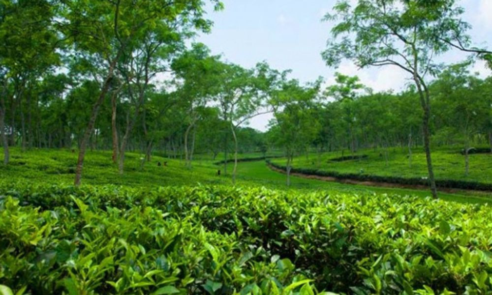 চা খাতের উন্নয়নে দীর্ঘমেয়াদি পরিকল্পনা, উৎপাদন ও রপ্তানি বাড়ানোর উদ্যোগ