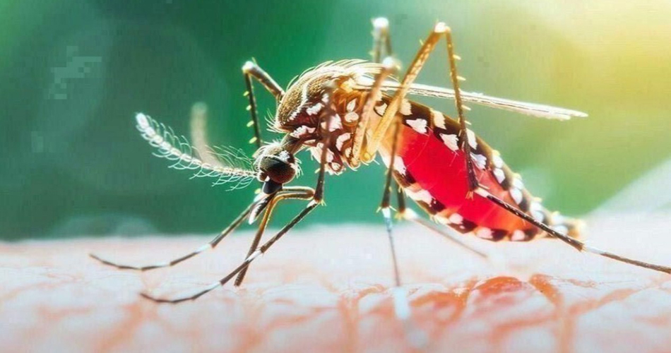 ডেঙ্গুতে আরও ৭ জনের মৃত্যু, হাসপাতালে ভর্তি ১,৩৭৩