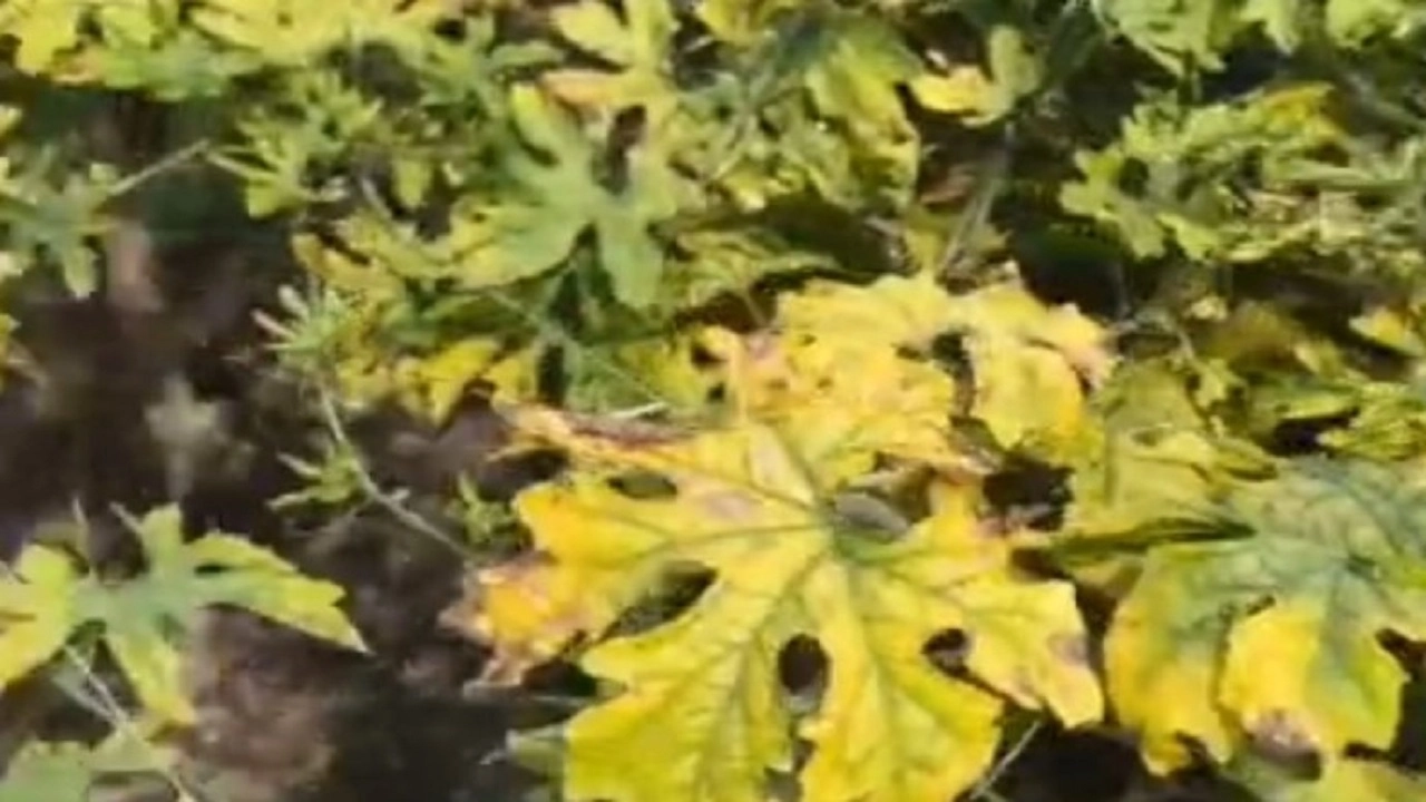 বালাইনাশক প্রয়োগের পর পুড়ল করলাখেত, ক্ষতির মুখে কৃষক