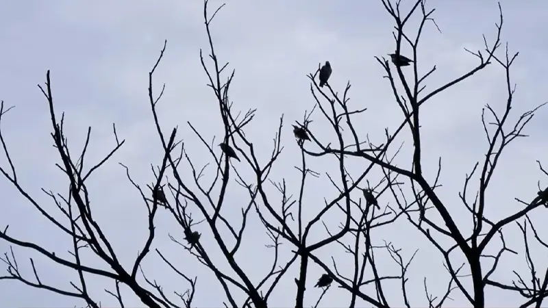 গাছের অস্তিত্ব সংকটে নগরের জীববৈচিত্র্য
